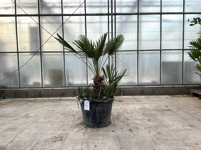Palmboom meerstammig (chamaerops humilis) - afbeelding 1 van  1