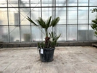 Palmboom meerstammig (chamaerops humilis)