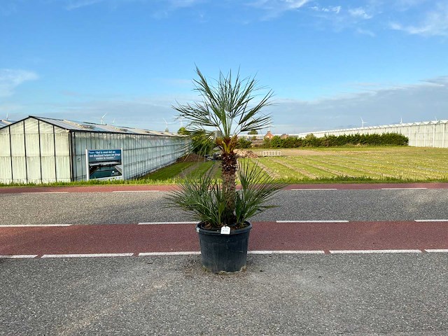 Palmboom meerstammig (chamaerops humilis) - afbeelding 1 van  1