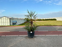 Palmboom meerstammig (chamaerops humilis) - afbeelding 1 van  1