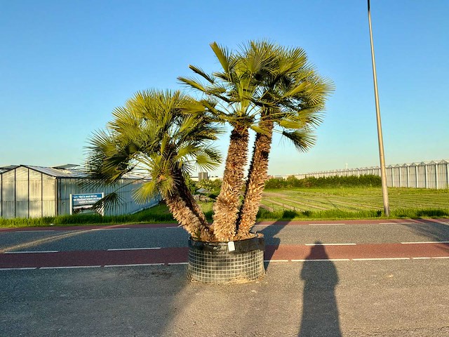 Palmboom meerstammig (chamaerops humilis) - afbeelding 1 van  1