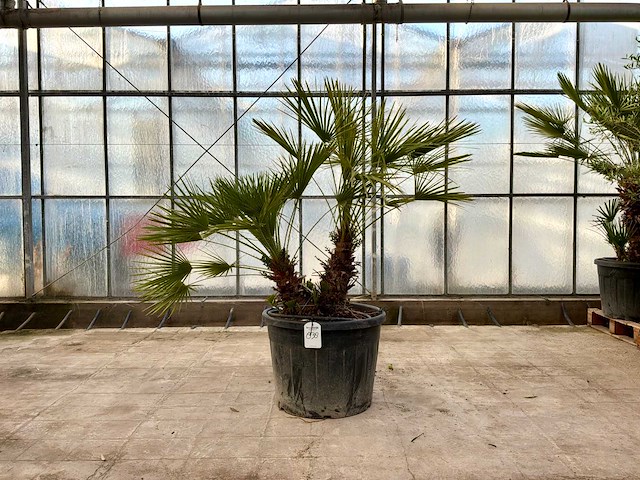 Palmboom meerstammig (chamaerops humilis) - afbeelding 1 van  1