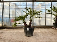 Palmboom meerstammig (chamaerops humilis) - afbeelding 1 van  1