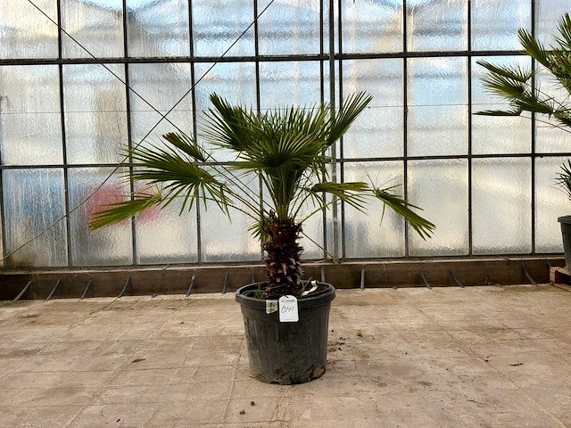 Palmboom meerstammig (chamaerops humilis) - afbeelding 1 van  1