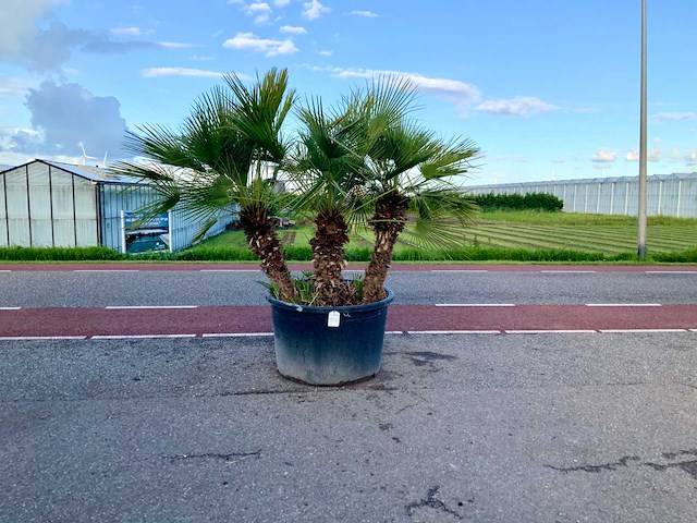 Palmboom meerstammig (chamaerops humilis) - afbeelding 1 van  1