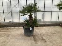 Palmboom meerstammig (chamaerops humilis) - afbeelding 1 van  1