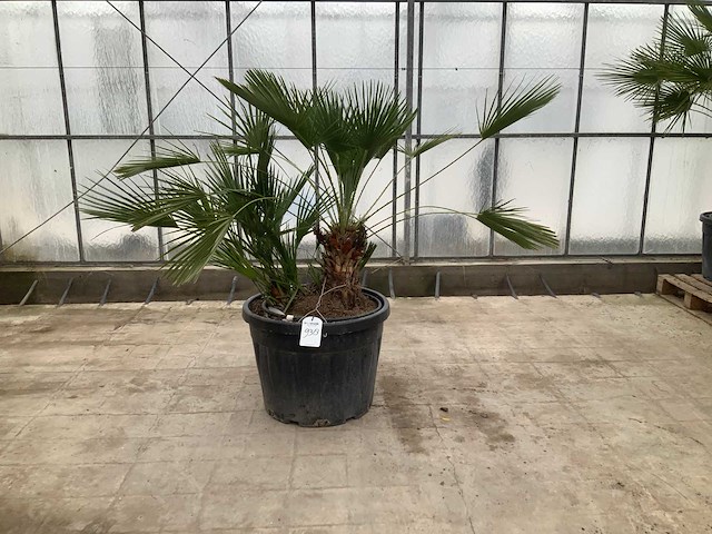 Palmboom meerstammig (chamaerops humilis) - afbeelding 1 van  1