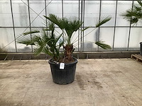 Palmboom meerstammig (chamaerops humilis) - afbeelding 1 van  1