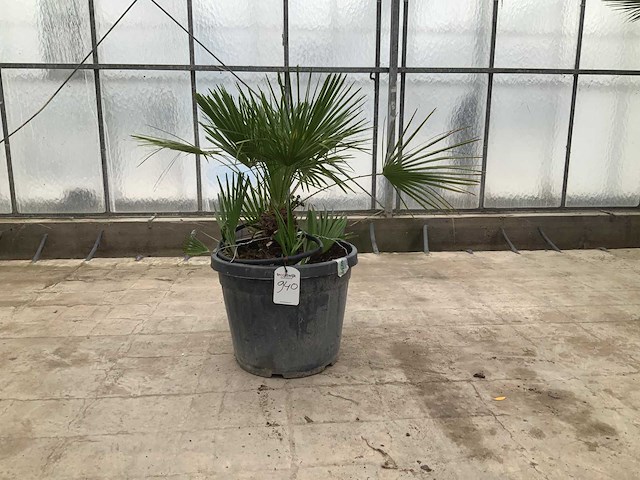 Palmboom meerstammig (chamaerops humilis) - afbeelding 1 van  1