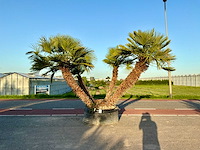 Palmboom meerstammig (chamaerops humilis) - afbeelding 1 van  1