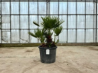 Palmboom meerstammig (chamaerops humilis) - afbeelding 1 van  1
