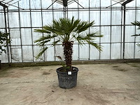 Palmboom meerstammig (chamaerops humilis) - afbeelding 1 van  1