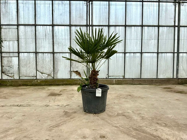 Palmboom meerstammig (chamaerops humilis) - afbeelding 1 van  1