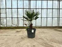Palmboom meerstammig (chamaerops humilis)