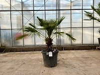 Palmboom meerstammig (chamaerops humilis)