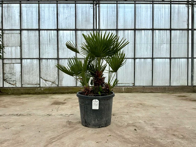 Palmboom meerstammig (chamaerops humilis) - afbeelding 1 van  1