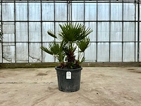 Palmboom meerstammig (chamaerops humilis)