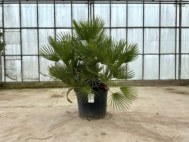Palmboom meerstammig (chamaerops humilis) - afbeelding 1 van  1