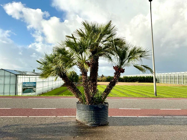 Palmboom meerstammig (chamaerops humilis) - afbeelding 1 van  1