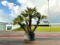 Palmboom meerstammig (chamaerops humilis)