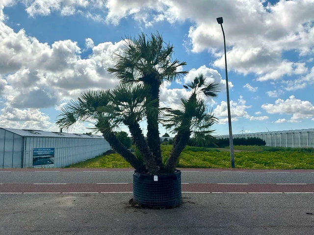 Palmboom meerstammig (chamaerops humilis) - afbeelding 1 van  1