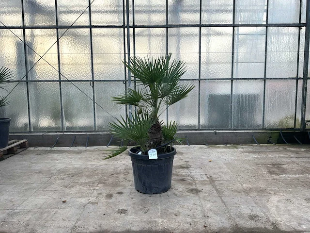 Palmboom meerstammig (chamaerops humilis) - afbeelding 1 van  1