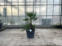 Palmboom meerstammig (chamaerops humilis)