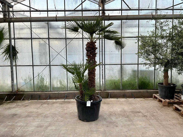 Palmboom meerstammig (chamaerops humilis) - afbeelding 1 van  1