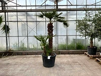 Palmboom meerstammig (chamaerops humilis)