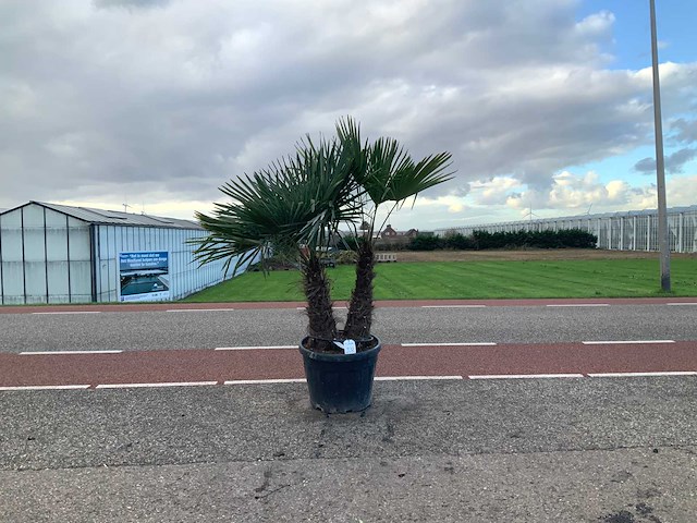 Palmboom meerstammig (trachycarpus fortunei) - afbeelding 1 van  1