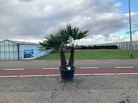 Palmboom meerstammig (trachycarpus fortunei) - afbeelding 1 van  1
