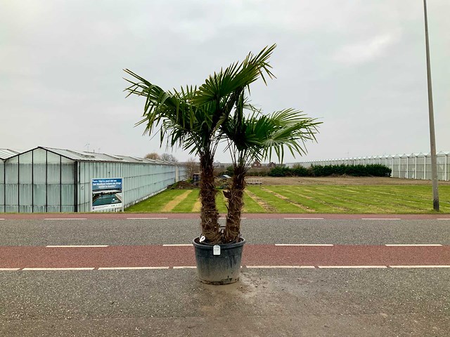 Palmboom meerstammig (trachycarpus fortunei) - afbeelding 1 van  1
