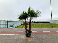 Palmboom meerstammig (trachycarpus fortunei) - afbeelding 1 van  1