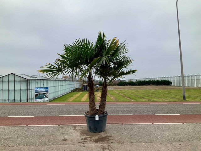 Palmboom meerstammig (trachycarpus fortunei) - afbeelding 1 van  1