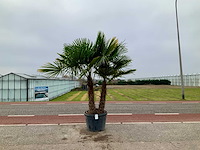 Palmboom meerstammig (trachycarpus fortunei) - afbeelding 1 van  1