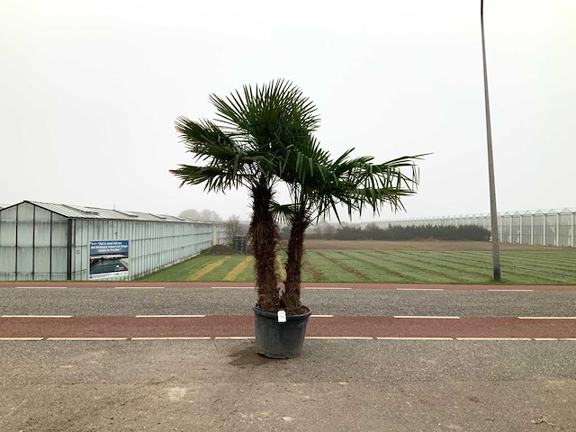 Palmboom meerstammig (trachycarpus fortunei) - afbeelding 1 van  1