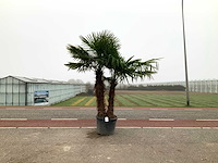 Palmboom meerstammig (trachycarpus fortunei) - afbeelding 1 van  1