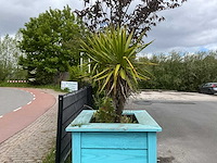 Palmboom met plantenbak - afbeelding 2 van  3