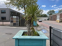 Palmboom met plantenbak - afbeelding 3 van  3