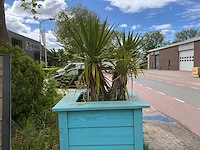 Palmboom met plantenbak - afbeelding 1 van  2