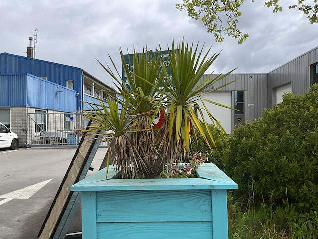 Palmboom met plantenbak - afbeelding 2 van  2