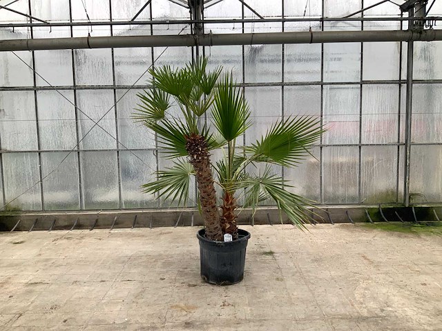 Palmboom mix (chamaerops humilis en washingtonia robusta) - afbeelding 1 van  1