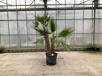 Palmboom mix (chamaerops humilis en washingtonia robusta) - afbeelding 1 van  1