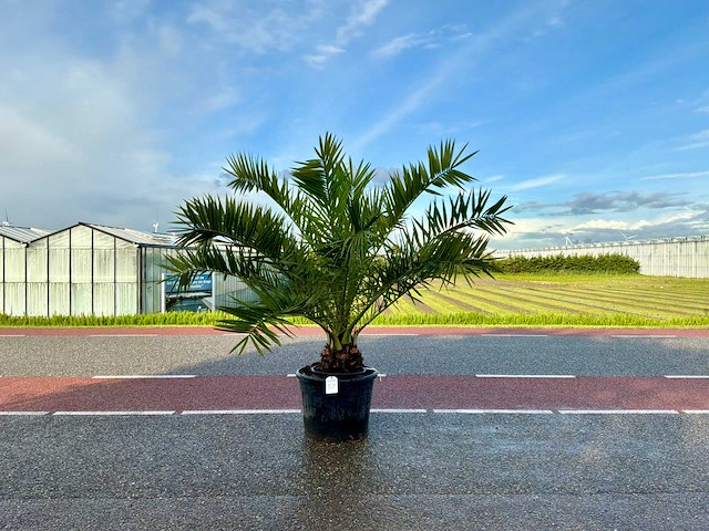 Palmboom (phoenix canariensis) - afbeelding 1 van  1
