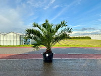 Palmboom (phoenix canariensis) - afbeelding 1 van  1