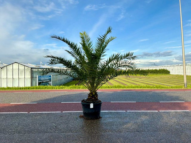 Palmboom (phoenix canariensis) - afbeelding 1 van  1