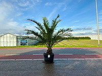 Palmboom (phoenix canariensis) - afbeelding 1 van  1
