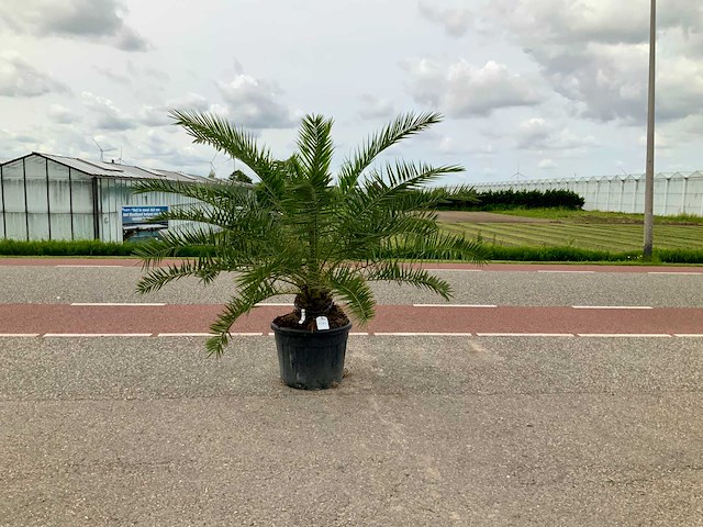 Palmboom (phoenix canariensis) - afbeelding 1 van  1