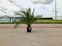Palmboom (phoenix canariensis) - afbeelding 1 van  1