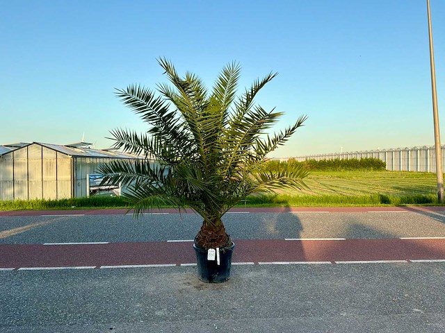 Palmboom (phoenix canariensis) - afbeelding 1 van  1